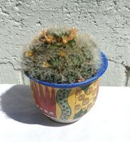 Hübscher haariger Kaktus (Rarität)