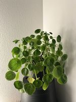Pilea Ufopflanze 