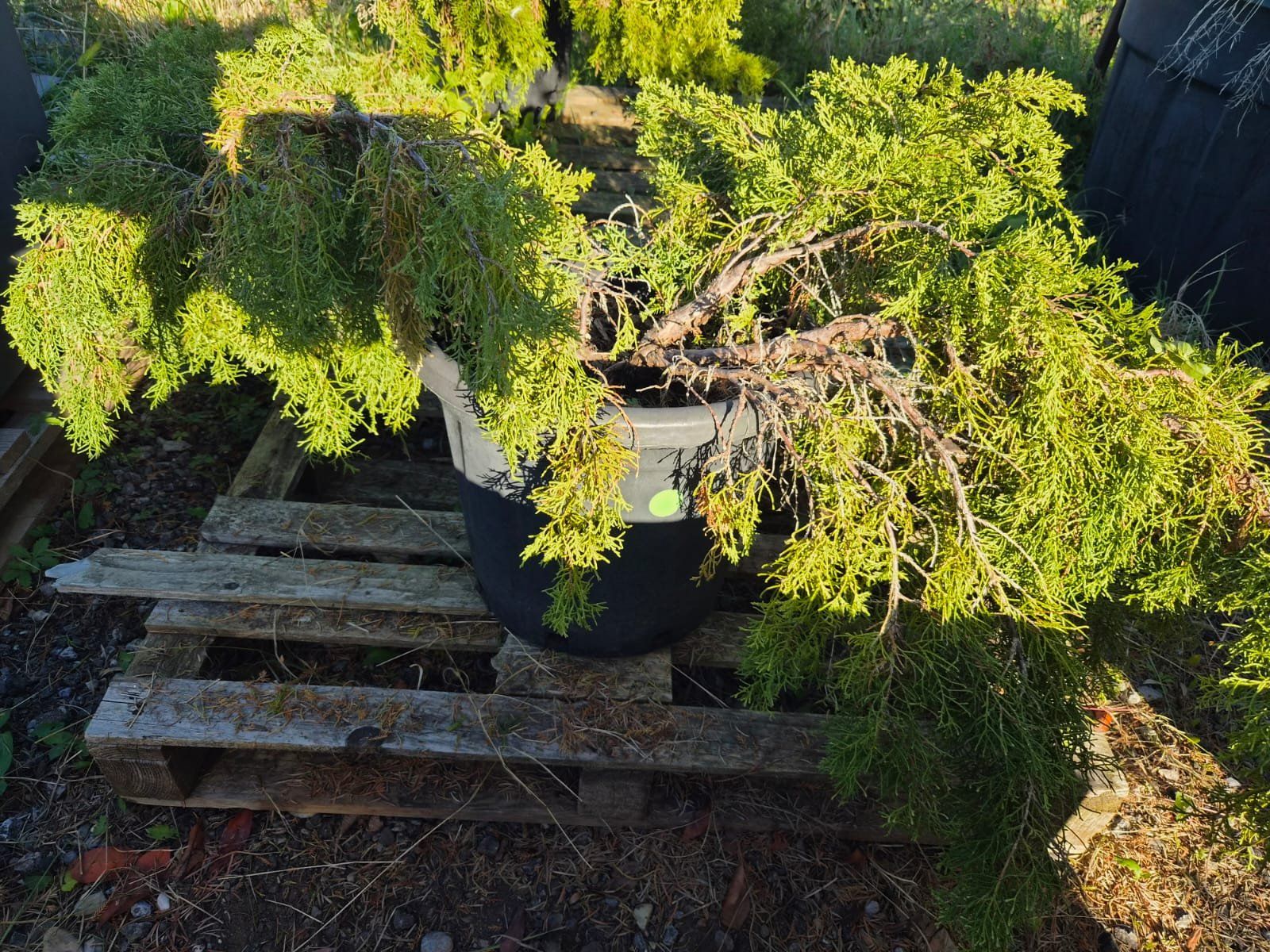 Piante & sementi: Juniperus Media Pfitzeriana Aurea – Usato da Forch venduto da WeberC 1