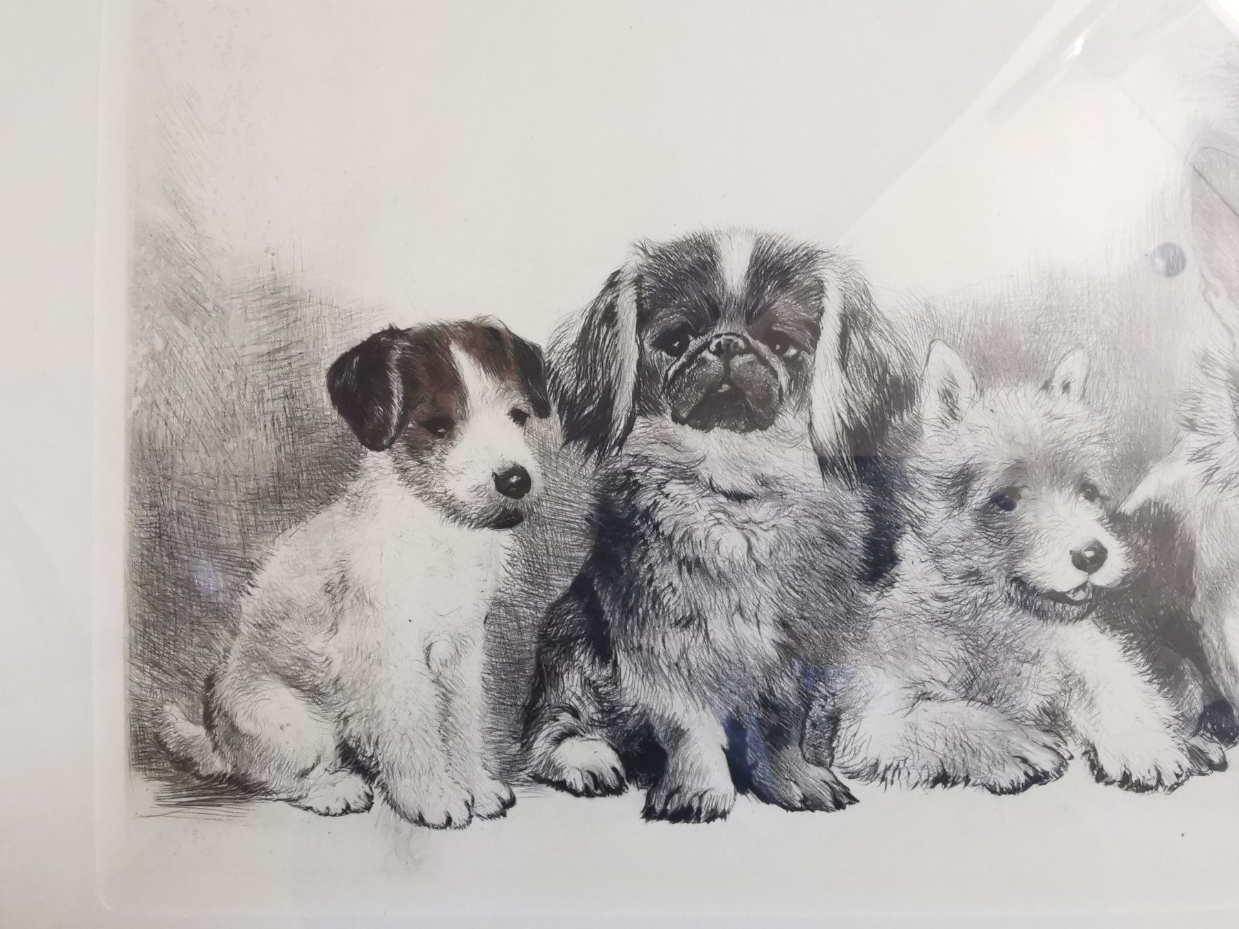 Grafica & Litografie: Hundewelpen, Original-Radierung von Kurt Meyer-Eberhardt – Usato da Dübendorf venduto da aschiduebendorf 1