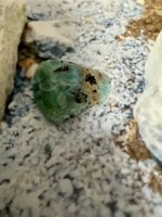 Larimar roh