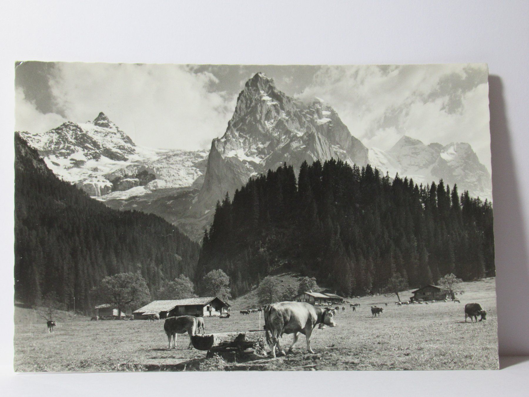 Ansichtskarten: Ansichtskarte   Rosenlaui , Kühe – Gebraucht aus Grenchen von Bluemchen1900