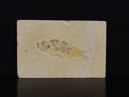Versteinerter Fisch Fossil KNIGHTIA EOCAENA GREEN RIVER USA