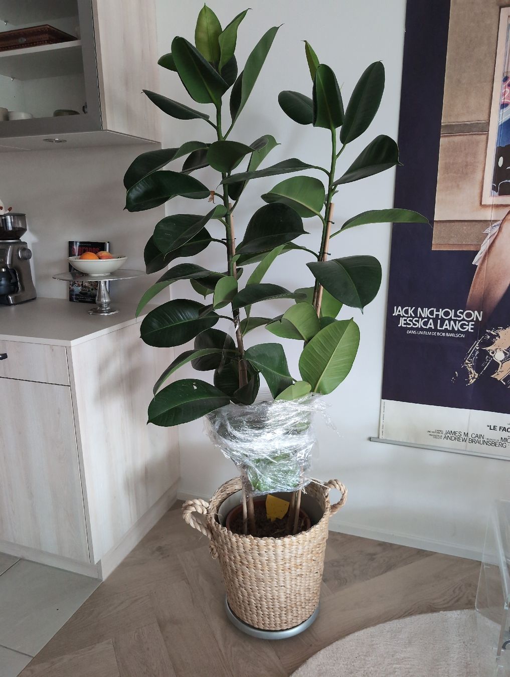 Piante & sementi: FICUS ELASTICA ROBUSTA - Zimmerpflanze gross – Usato da Luzern venduto da Tdawg54