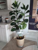 FICUS ELASTICA ROBUSTA - Zimmerpflanze gross