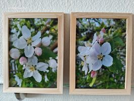 Farbfotografie Apfelblüte, zwei Bilder