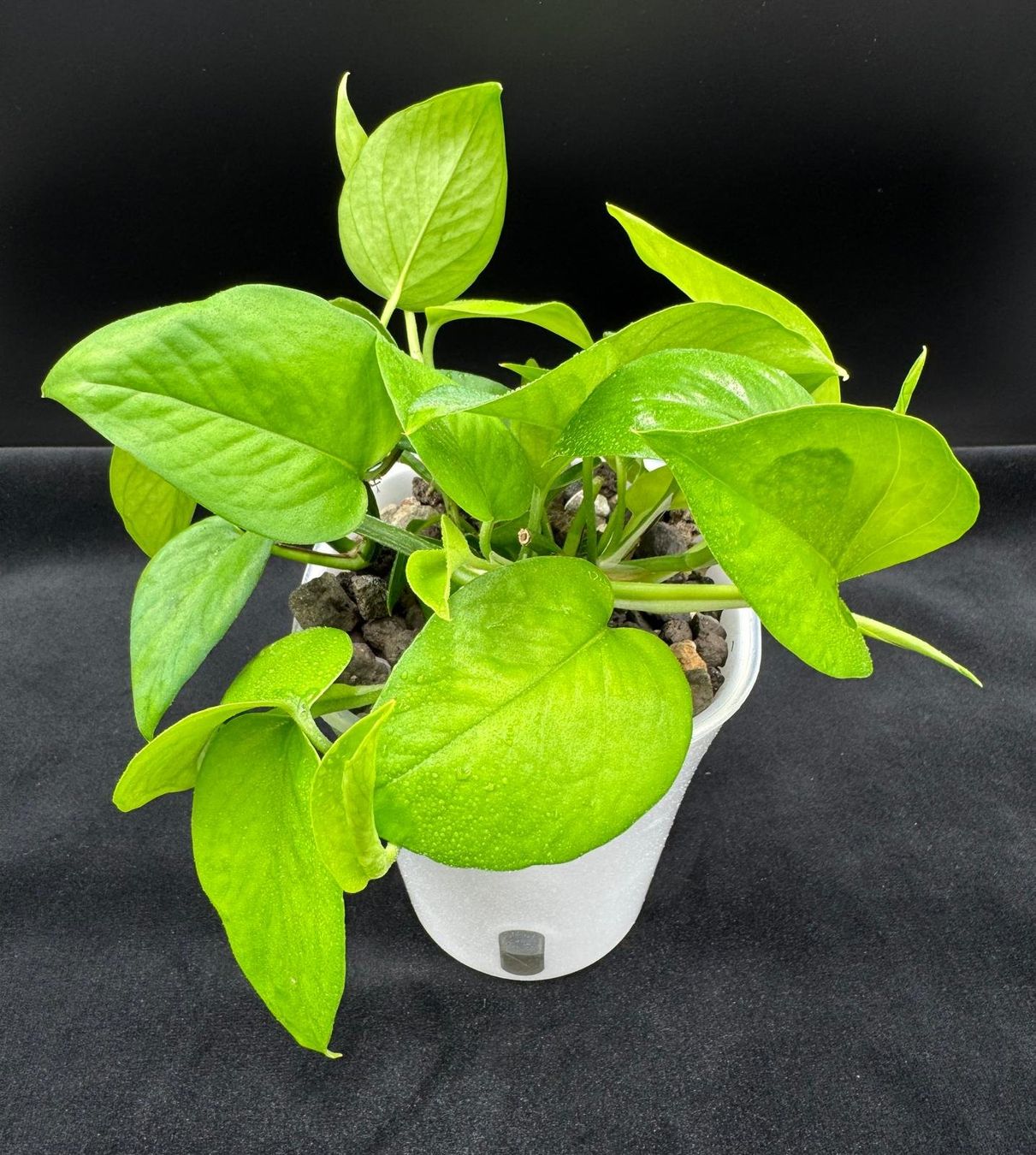 Piante & sementi: Epipremnum aureum 'Jade' in Semihydro – Nuovo (secondo la descrizione) da Bühler venduto da googelibear 1