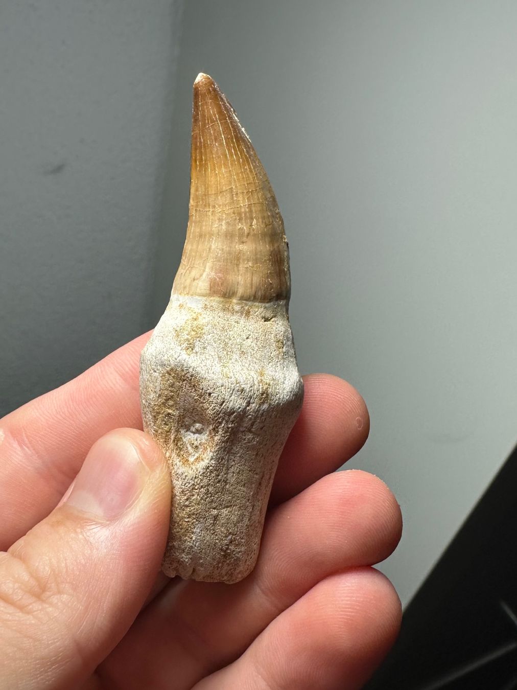 Fossilien: Fossiler Mosasaurus sp. Zahn inkl. Wurzel – Gebraucht aus Lutzenberg von CS65 1