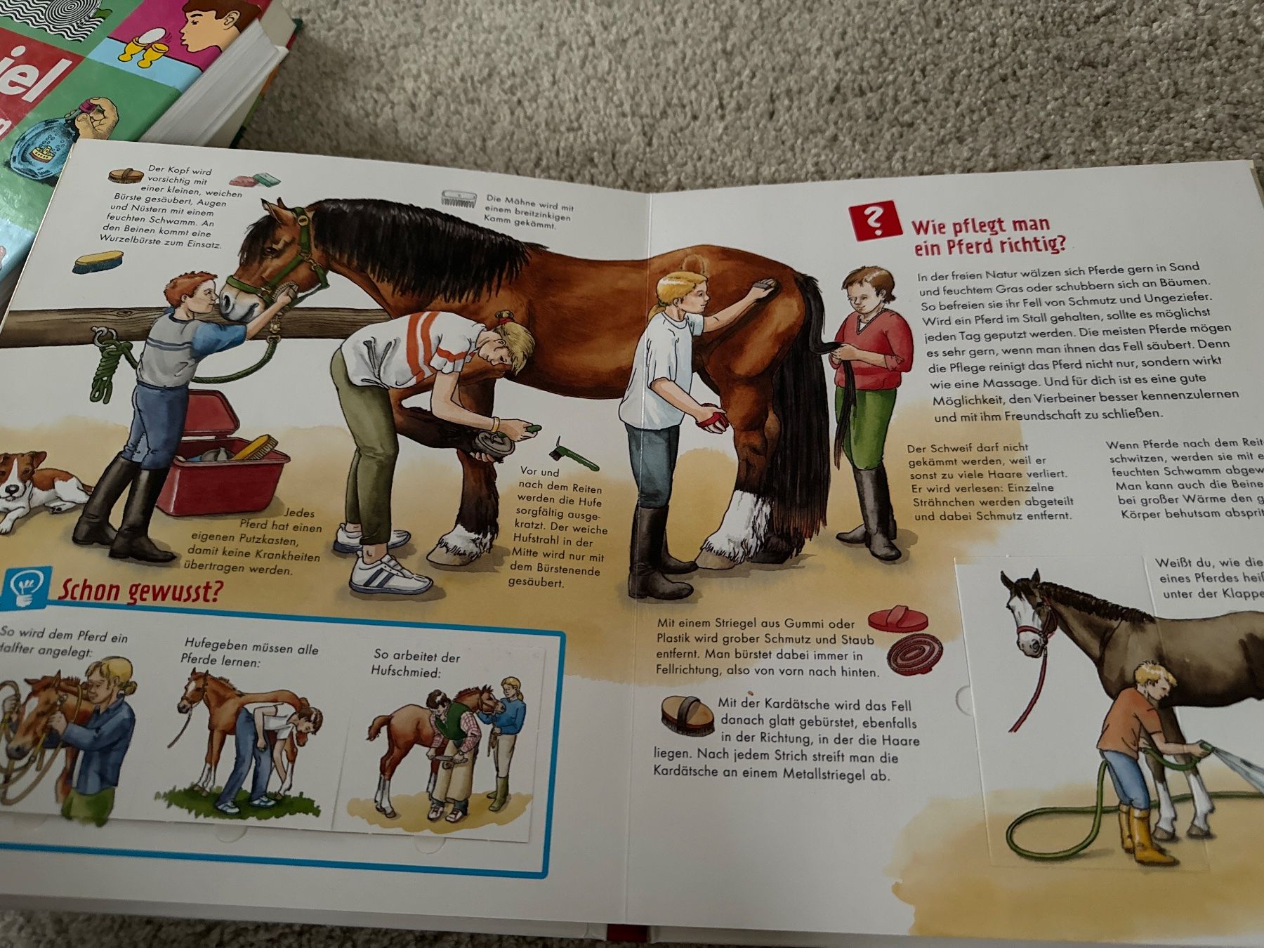 Bücher: Buch was ist was Junior Pferde und Ponys – Neu (gemäss Beschreibung) aus Oberweningen von Ardnas89 5