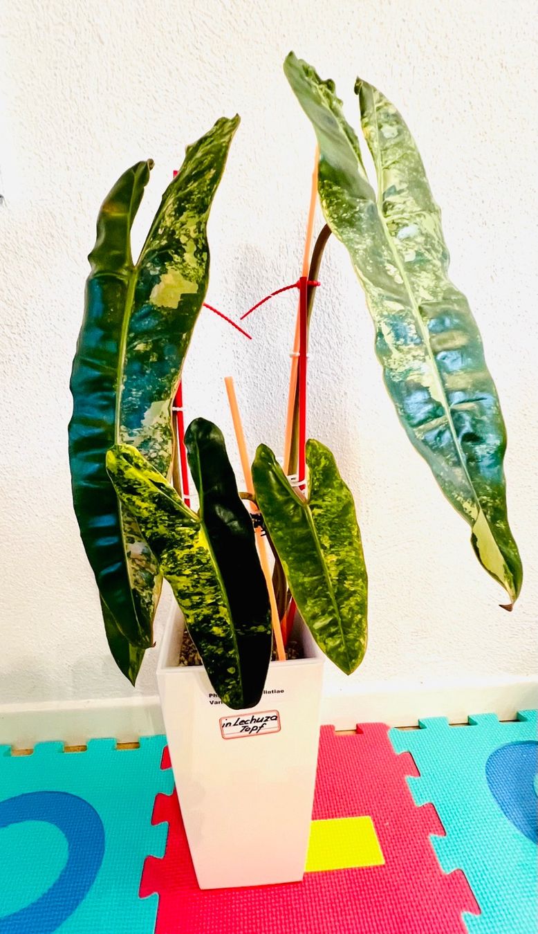 Piante & sementi: Philodendron Billietiae variegated – Usato da Zofingen venduto da Erfolg1957