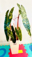 Philodendron Billietiae variegated