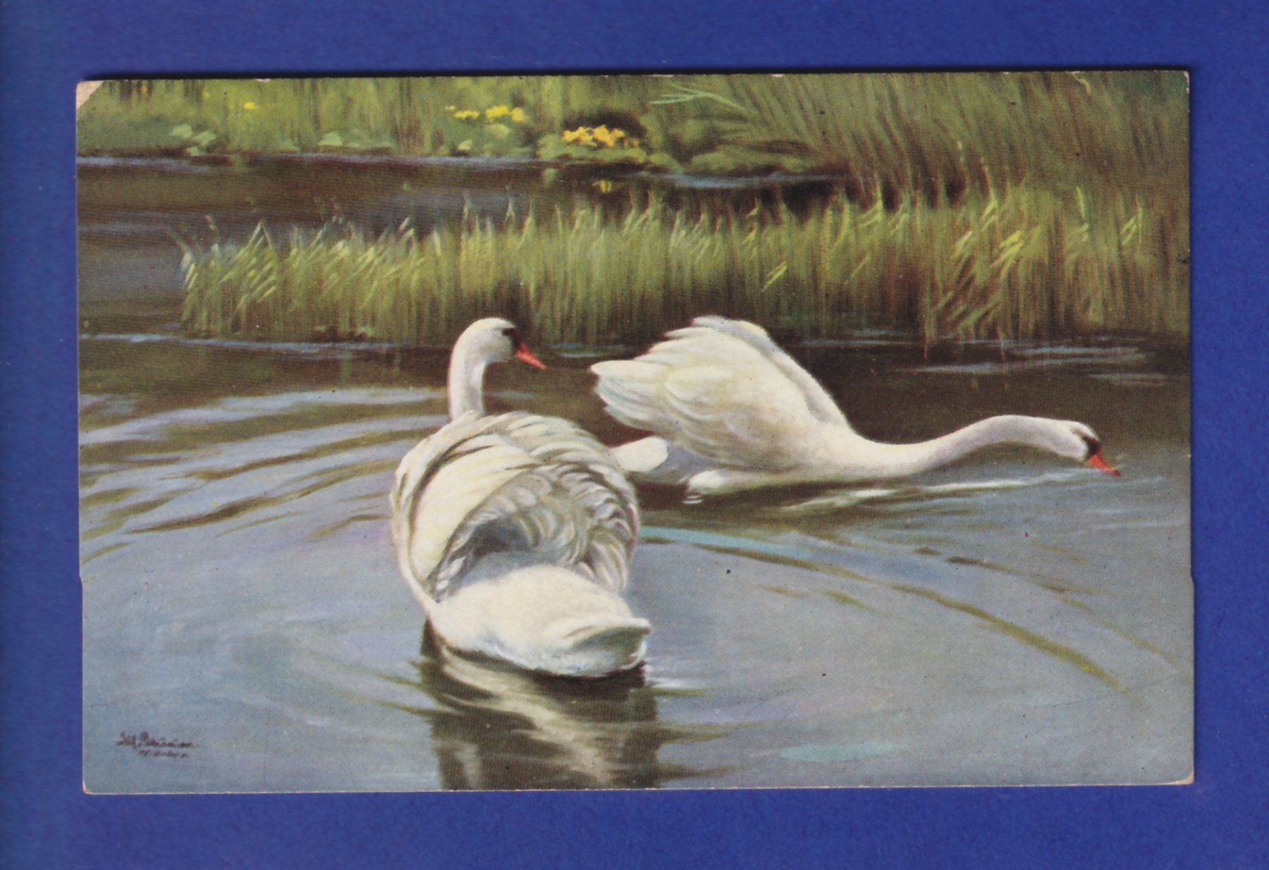 Cartoline postali: OISEAU - Cygnes – Usato da Pully venduto da nicecards-shop