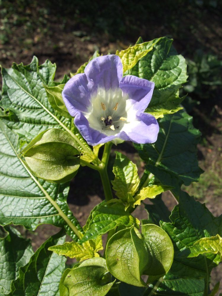 Piante & sementi: GIFTBEERE (Nicandra physalodes) Pflanze – Nuovo (secondo la descrizione) da Hinteregg venduto da ERFOLG78 5