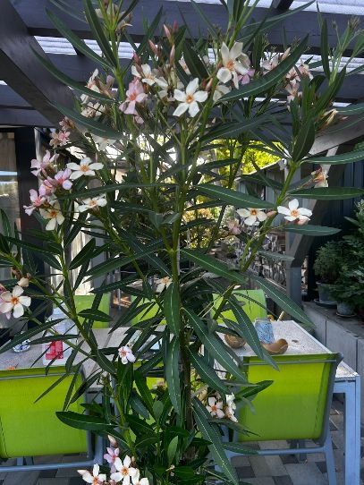 Plantes & graines: Oleander Farbe Abricot – D'occasion à Egliswil par didiflu 2