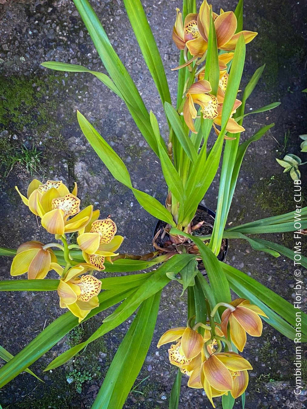 Piante & sementi: Cymbidium Ranson Flor mit zauberhaften Blüten – Nuovo e nell'imballaggio originale da Adliswil venduto da MarkyForest 9