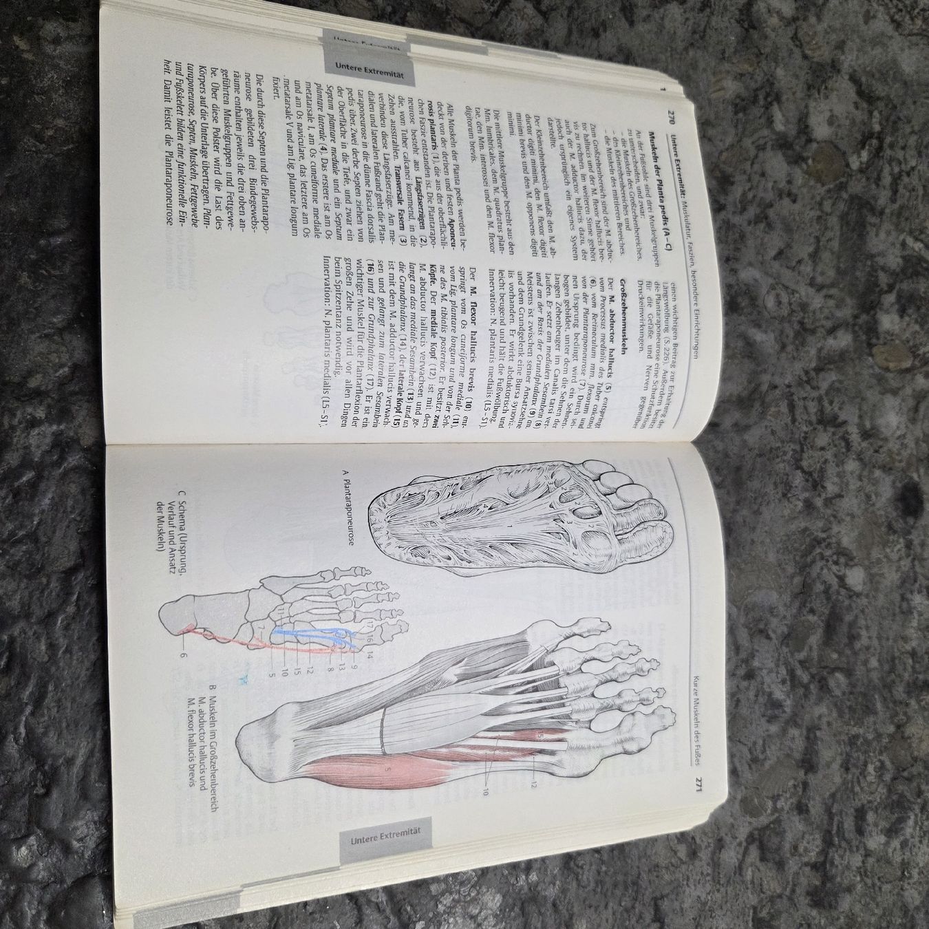 Libri: Taschenatlas der Anatomie – Usato da Meggen venduto da Ram_779z 1