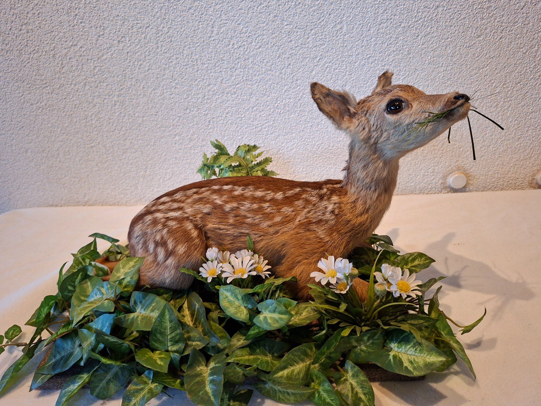 Il mondo degli animali: Rehkitz 2 – Usato da Wünnewil venduto da Boschung1 3