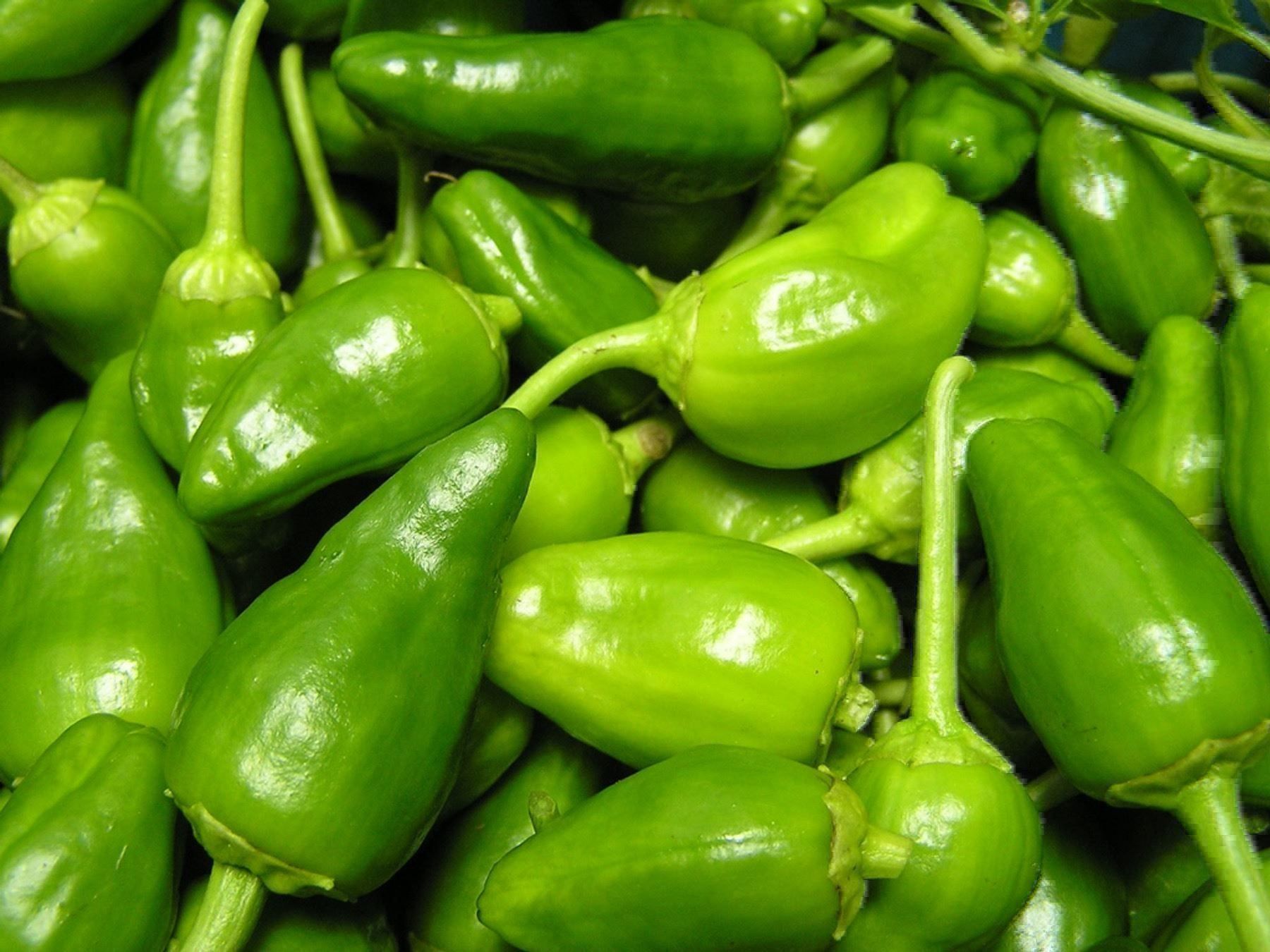 Piante & sementi: 50 Samen Pimento Padron Chili – Nuovo (secondo la descrizione) da Ehrendingen venduto da VerveinaSamen 6