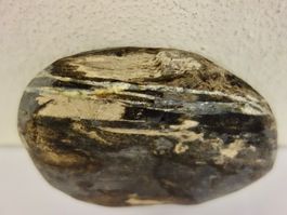 Versteinertes HOLZ Fossil Flussstein OREGON USA