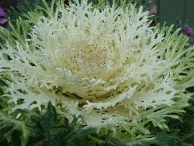 Piante & sementi: 40 Samen WHITE PEACOCK Zierkohl – Nuovo (secondo la descrizione) da Ehrendingen venduto da VerveinaSamen 2