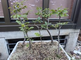 Hainbuchen Wald Bonsai Rohmaterial