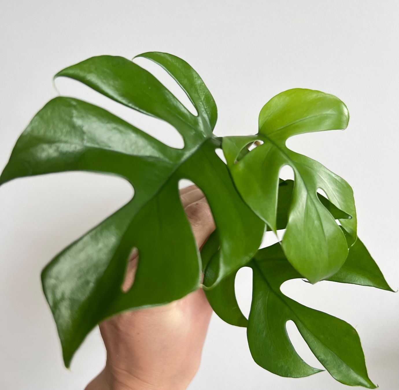 Piante & sementi: Monstera minima, Rhaphidophora tetrasperma Kopfsteckling🤩 – Usato da Glattpark(Opfikon) venduto da ste_n99y 6