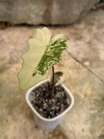 🪴 Alocasia Pseudo Sanderiana Pink