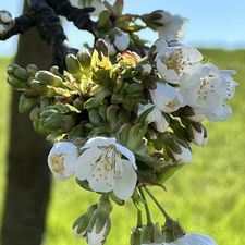 Profile image of OrchidGVA