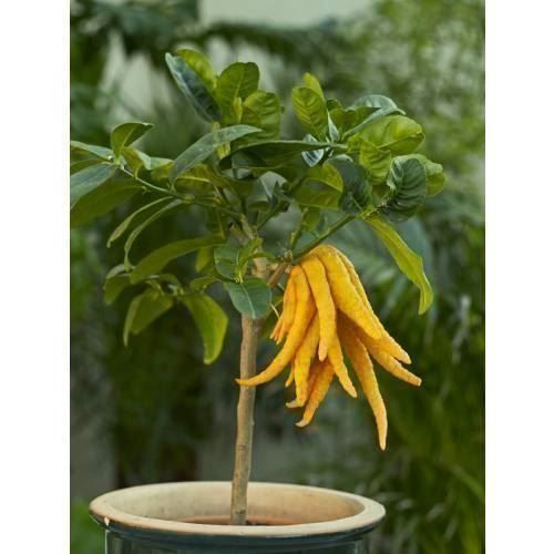 Piante & sementi: Citron Cédratier Main de Bouddha  20cm – Nuovo (secondo la descrizione) da Bremblens venduto da FIBONACCI369 5