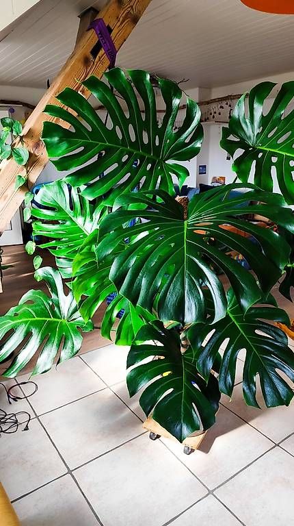 Pflanzen & Samen: Wunderschöne große Monstera  – Gebraucht aus Flurlingen von thinkfree 1