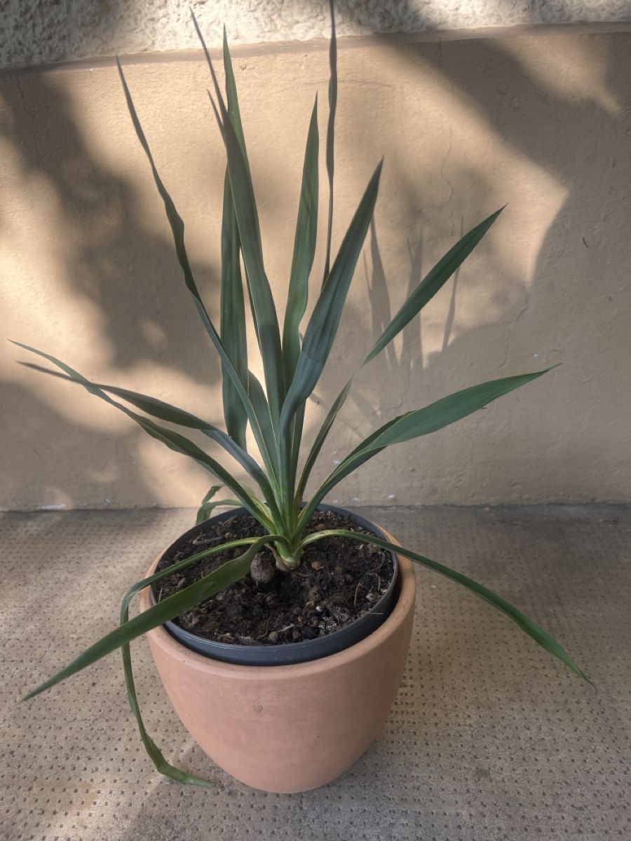 Plantes & graines: YUCCA FLAMENTOSA ca 35 cm – D'occasion à Möhlin par mil_h55x 1