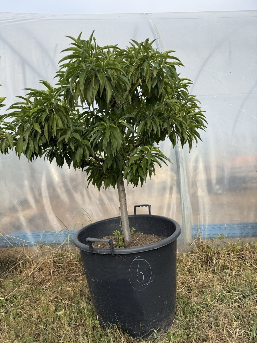 Plantes & graines: Pfirsich - Baum – D'occasion à Kleindöttingen par rennhard67