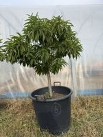 Pfirsich - Baum
