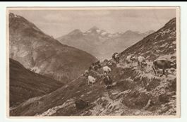 Kühe auf der Alpen, Alte Vintage Postkarte