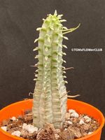 Euphorbia Fimbriata Albo-Variegata - sehr attraktiv