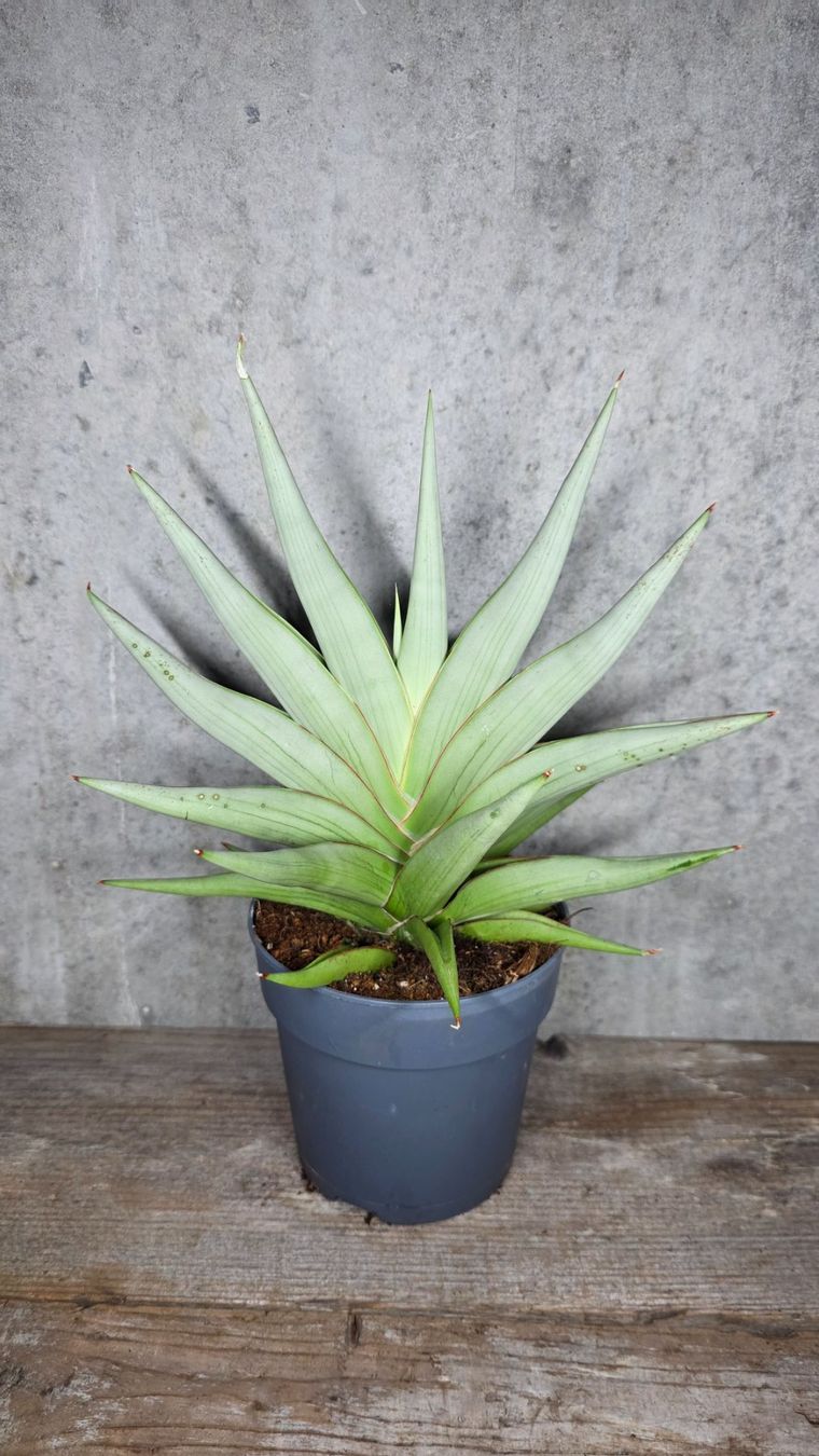Piante & sementi: Sansevieria 'Chanin Crown' – Nuovo e nell'imballaggio originale da St.Erhard venduto da Plumilandschweiz 4