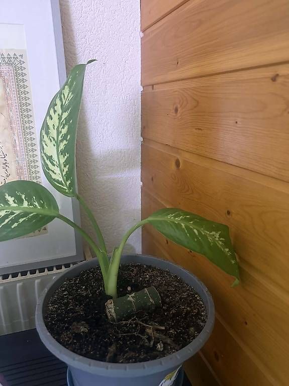 Piante & sementi: Plante vigoureuse deco – Usato da torgon venduto da gucci39 1