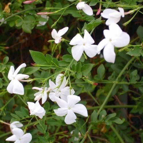 Piante & sementi: Jasmin officinalis   2x   20-30cm – Nuovo (secondo la descrizione) da Bremblens venduto da FIBONACCI369 1