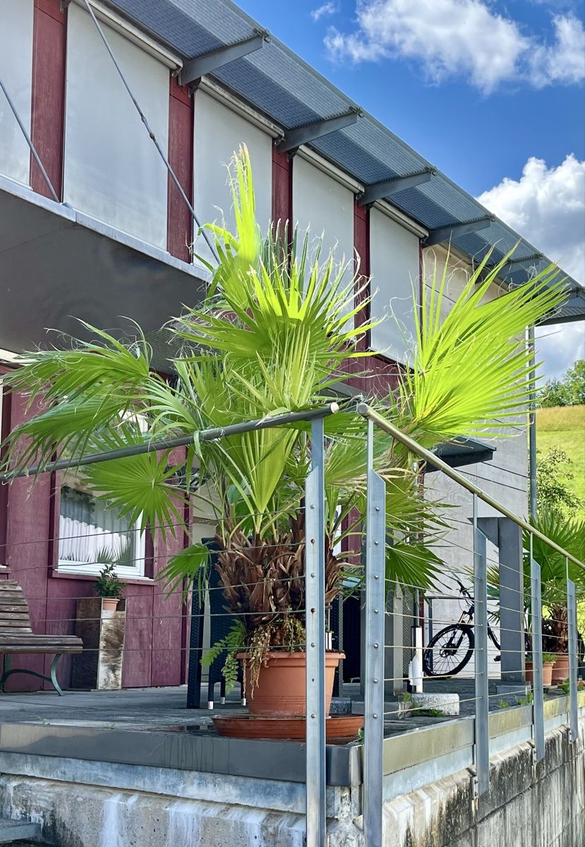 Piante & sementi: Grosse Washingtonpalme knapp 2m gross – Usato da frick venduto da comi 2
