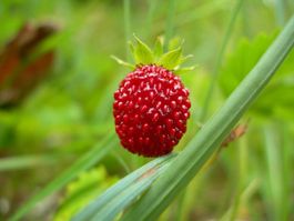 Fraise des bois ! 50x
