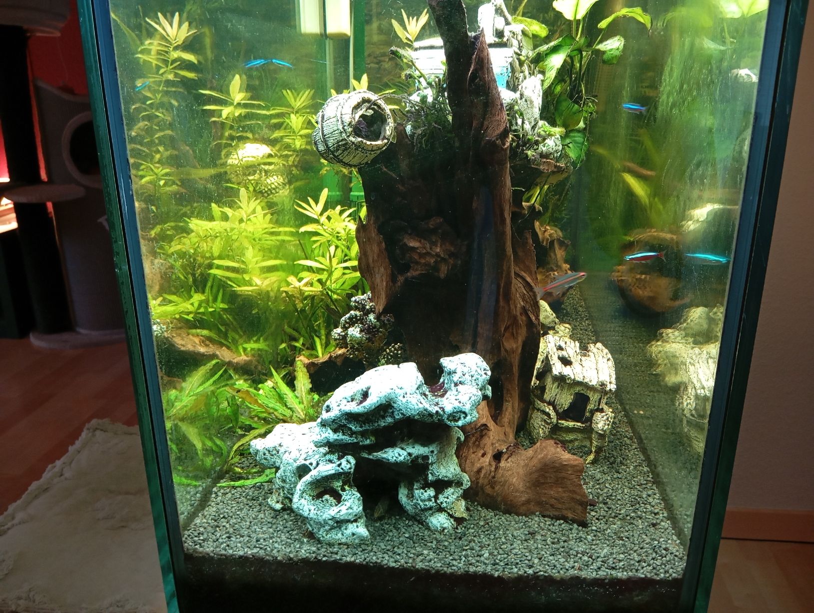 Acquari: Juwel Aquarium Rio180 – Usato da Stallikon venduto da Sweetie_1 2