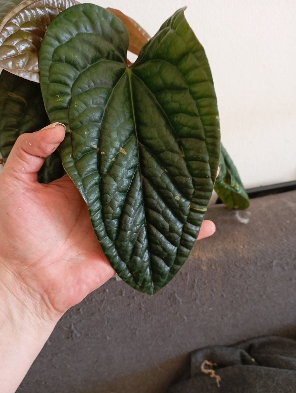 Piante & sementi: anthurium radicans x luxurians – Nuovo e nell'imballaggio originale da Mönchaltorf venduto da engel3333 3