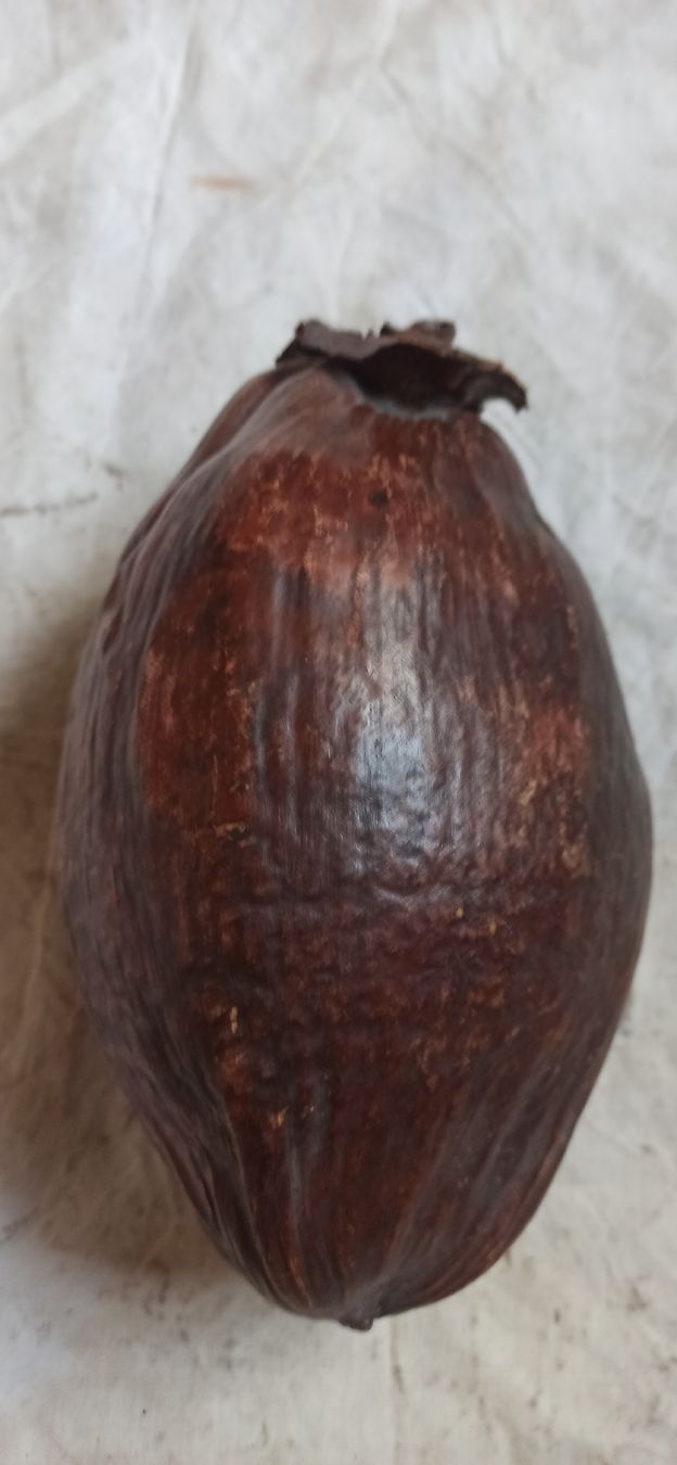 Tutte le decorazioni: Fruit séché forme ovale couleur brune, objet de décoration – Usato da Leysin venduto da mostroboy 3