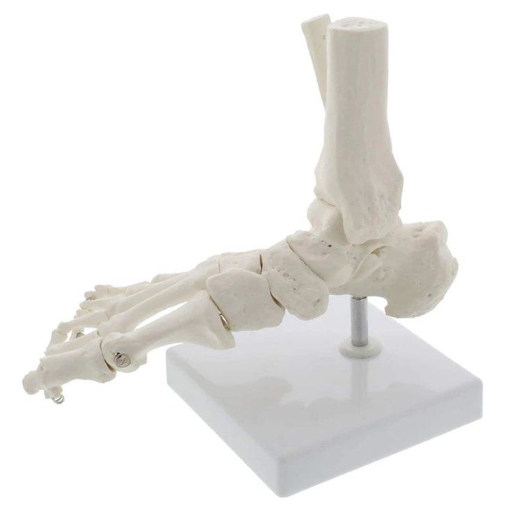 Kit di modellismo & Modellini statici: Fuss-Skelettmodell in Lebensgröße - Anatomisches Modell – Nuovo e nell'imballaggio originale da Geneve venduto da Titi2008 1