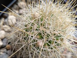 Kakteen, Pflanze, Mammillaria, lange gelbe Stacheln