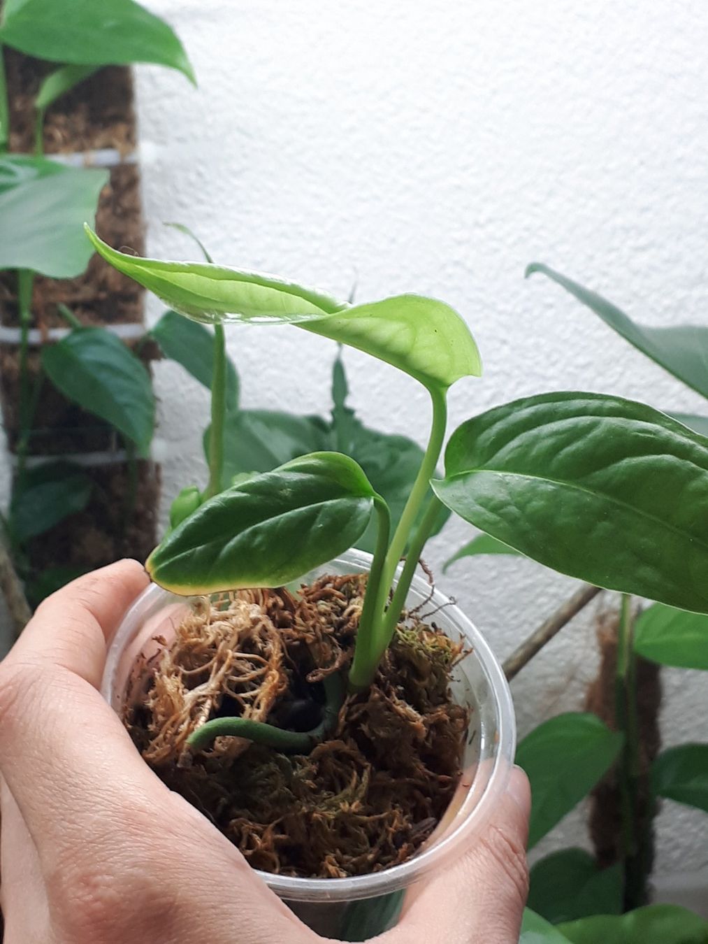philodendron billietiae variegata ableger Philodendron Billietiae Variegata – Exotic-Flowers main image 0