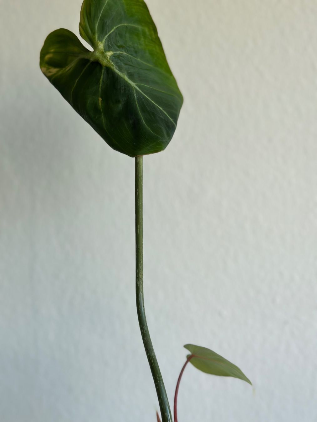 Piante & sementi: Philodendron Gloriosum Steckling - gut bewurzelt #2 – Usato da Zürich venduto da ong8 4