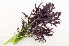 Japanischer Salat MIZUNA 'Rote Koralle' / 20 Samen