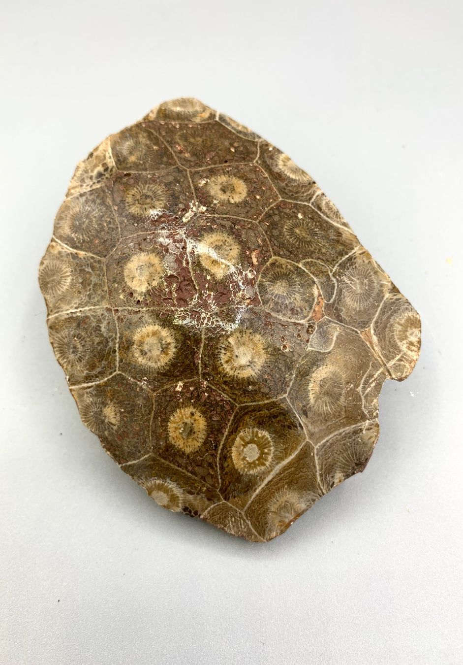 Fossili: Fossile Koralle - Hexagonaria - Devonzeit - Original – Nuovo (secondo la descrizione) da Samstagern venduto da Spliti