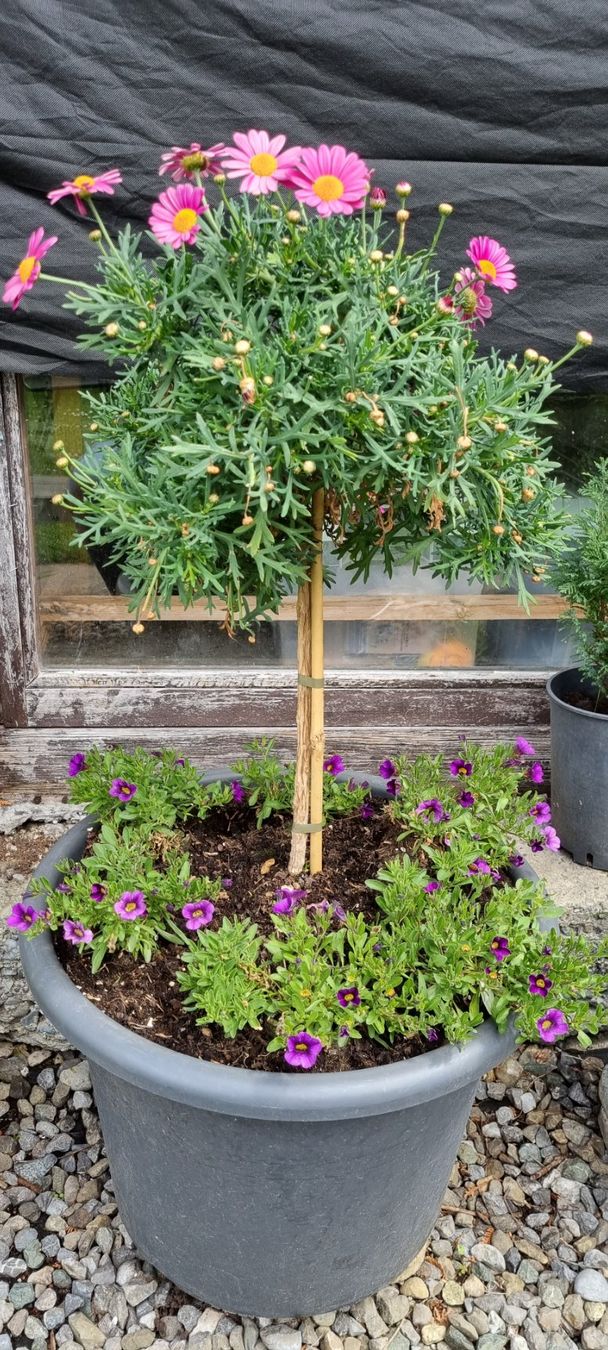 Piante & sementi: Margritenstämmchen, rosa - Blühende Gartendekoration! – Usato da egliswil venduto da Maggy6